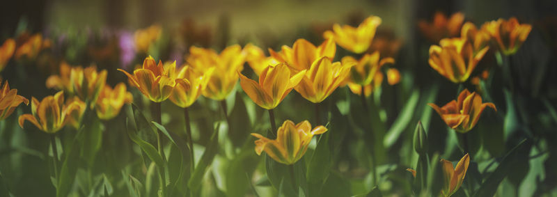 Close-up of yellow flowering plants on field