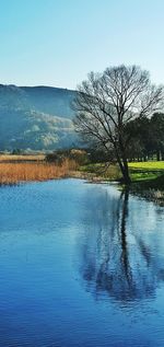 Bare trees by calm lake