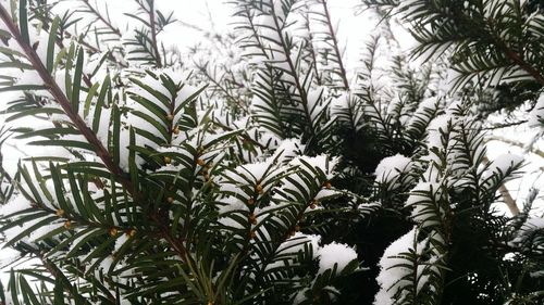 Low angle view of palm trees