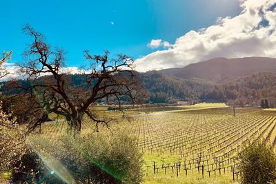 Scenic view of vineyard against sky