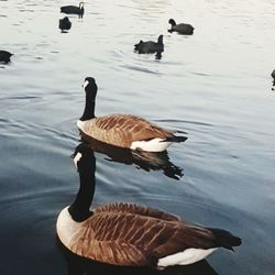 High angle view of birds swimming in lake