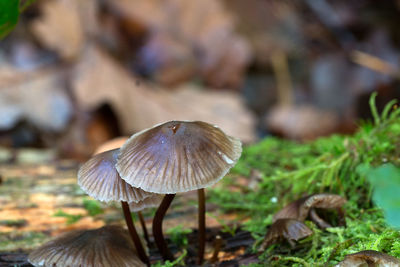 Close-up of mushroom