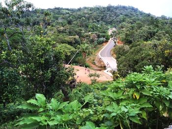 High angle view of trees in forest