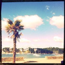Palm trees against cloudy sky