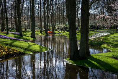 Scenic view of lake in park