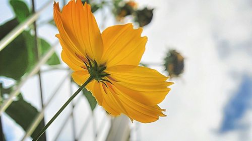 Close-up of yellow daffodil blooming outdoors