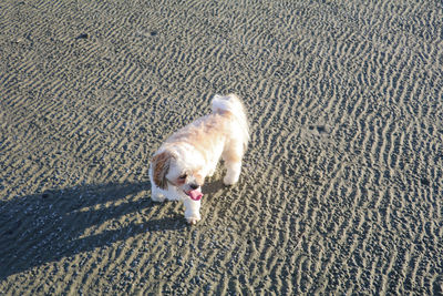 High angle view of dog on beach