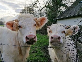 Portrait of cow on field