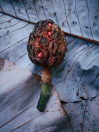 Close-up of dry leaf on plant