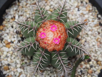 Close-up of prickly pear cactus