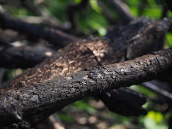 Close-up of tree trunk in forest