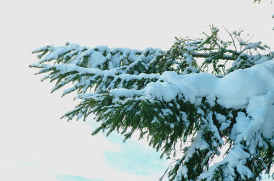 Low angle view of snow covered tree against sky