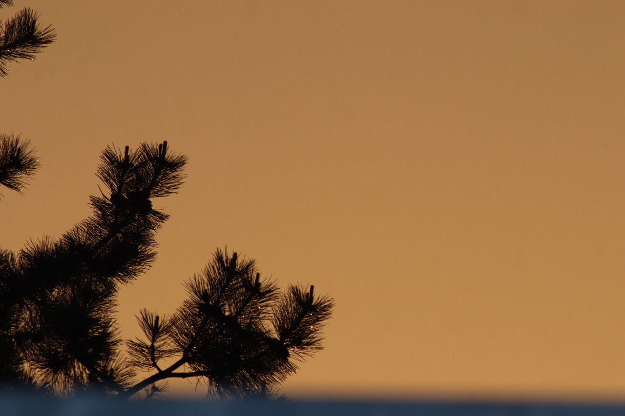 SILHOUETTE TREES AGAINST SKY DURING SUNSET