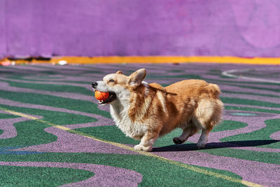 Portrait of dog on footpath