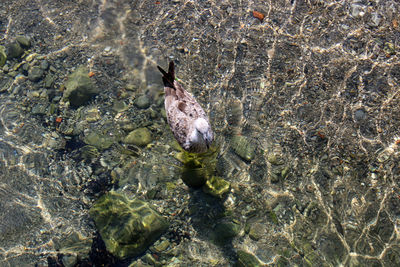 High angle view of birds in water