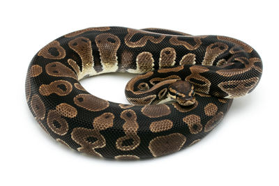 Close-up of an animal shape on white background