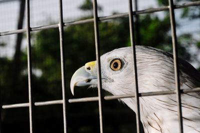 Close-up of bird in cage