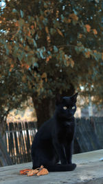 Portrait of cat sitting on tree