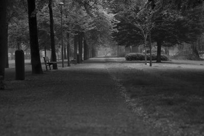 Road amidst trees in park