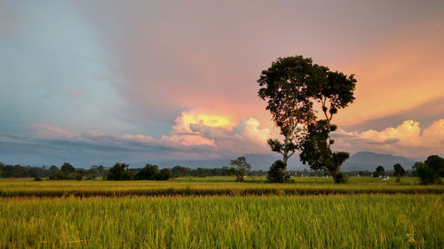 Scenic view of agricultural field against sky at sunset