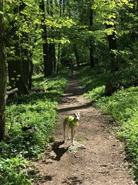 Dog in a forest