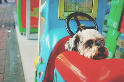 Dog in toy car at park