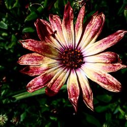 Close-up of pink flower