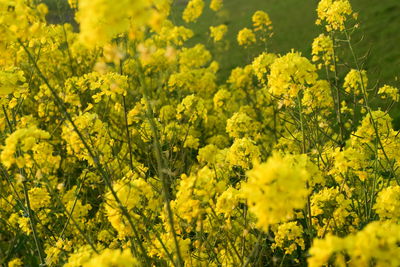 Close-up of yellow flowering plants