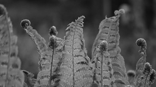 Close-up of ferns