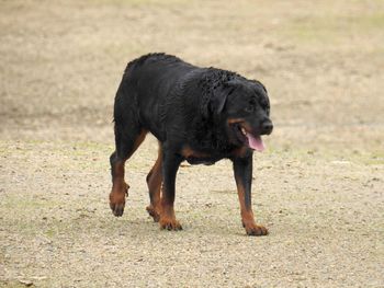 Rottweiler dog walking in dirt field