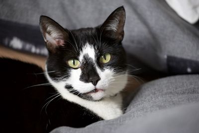 Close-up portrait of a cat