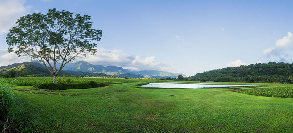 Scenic view of field against sky