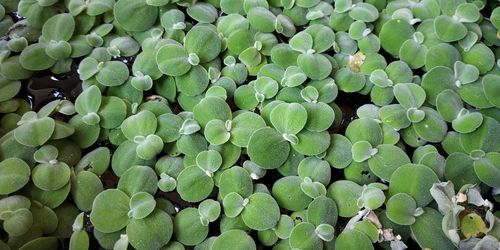 Full frame shot of succulent plant leaves