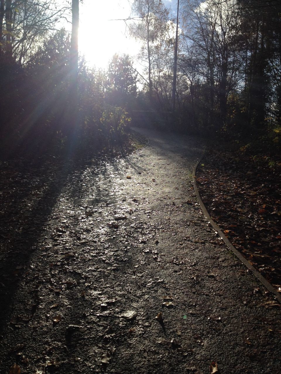 tree, the way forward, transportation, diminishing perspective, vanishing point, road, sunlight, tranquility, surface level, nature, asphalt, day, empty road, tranquil scene, no people, outdoors, landscape, forest, street, sky