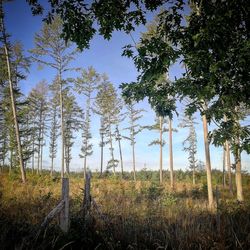 Trees on field against sky