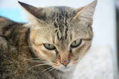 Close-up portrait of a cat