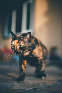 Close-up portrait of tabby cat