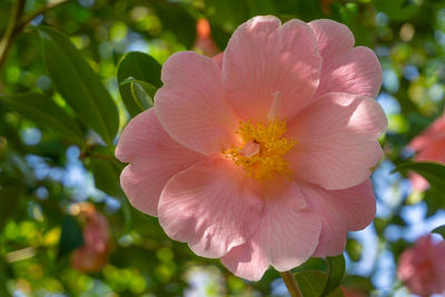 Close-up of pink flower