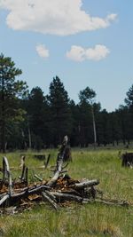 Horse cart on field against trees in forest