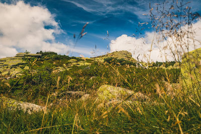 Low angle view of plants on land against sky