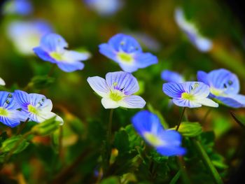 Close-up of purple flowering plants