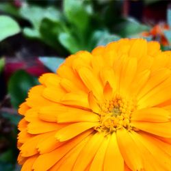 Close-up of yellow flower