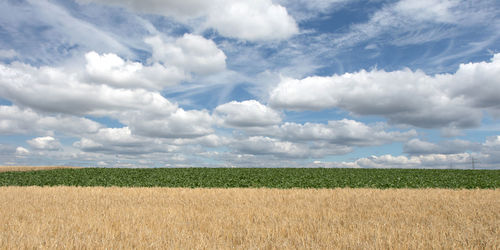 Scenic view of agricultural field against sky