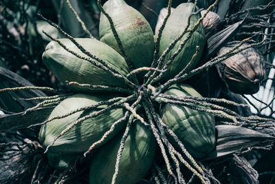 Close-up of green coconut fruits on a tree