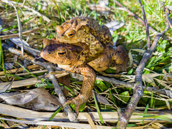 Close-up of lizard