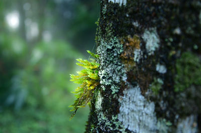 Close-up of moss growing on tree trunk