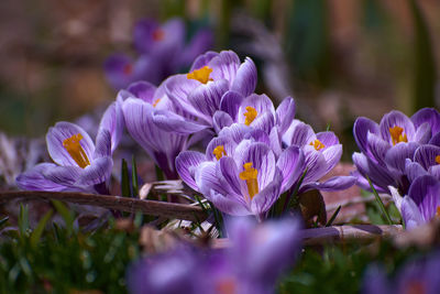 Close-up of purple crocus flowers