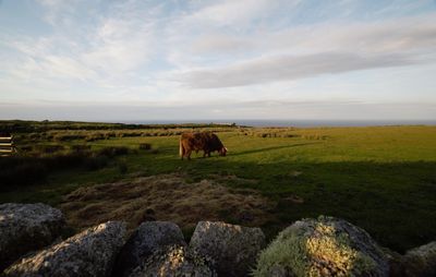 Horse grazing in a field