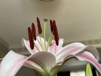 Close-up of pink lilies