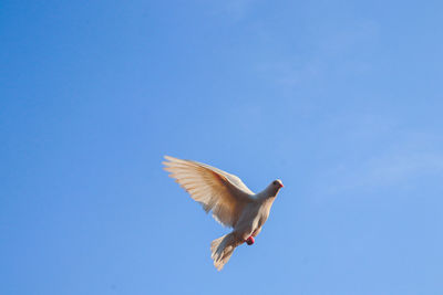 Low angle view of seagull flying in sky